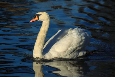 Swan swimming on lake