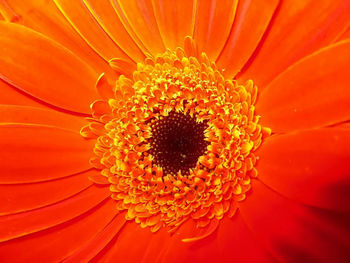 Close-up of flower