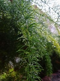 Close-up of wet tree