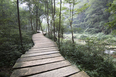 Boardwalk amidst trees in forest