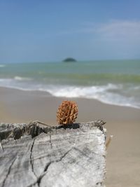 Close-up of dead plant on beach against sky