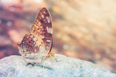 Close-up of butterfly on rock