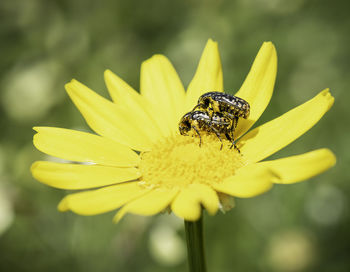 Close-up of insect on yellow flower