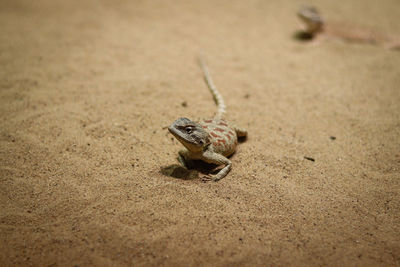 High angle view of frog on sand