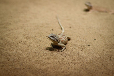 Rapelus sanguinolentus stands motionless on the sandy ground, looking back curiously, wondering 