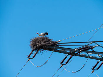 Low angle view of bird perching on cable