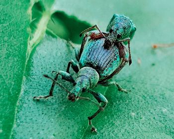 Close-up of insect on leaf