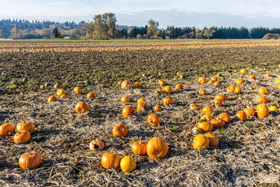 Lines of harvested pumpkins in kent, washington.