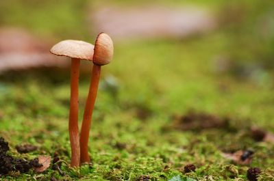 Close-up of mushroom growing on field