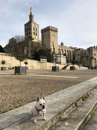 View of a dog against buildings in city