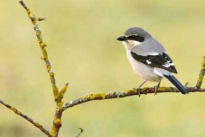 Close-up of bird perching on branch