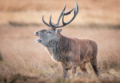 Deer standing on field