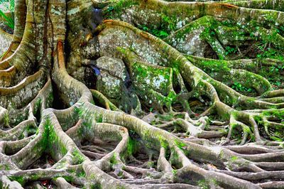 Close-up of tree in forest