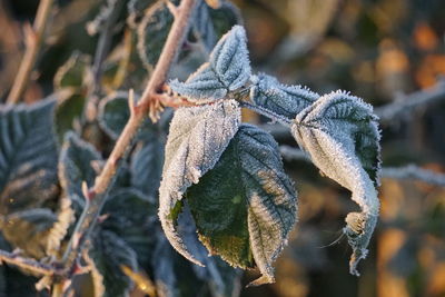 Close-up of frost on dry leaves during winter