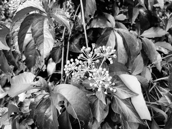 Close-up of flowers blooming outdoors