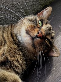 Close-up portrait of a cat looking away