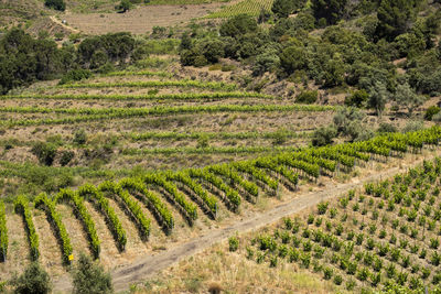 Priorat wine region during spring in tarragona spain