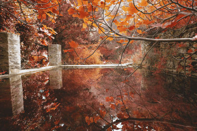 Close-up of autumn trees in forest