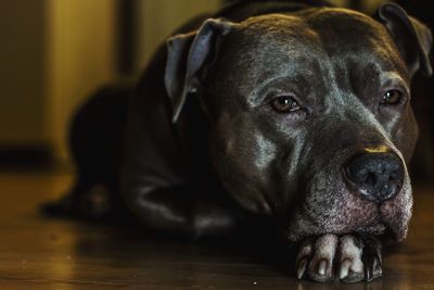 Portrait of a dog