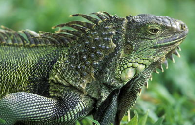 Close-up of iguana