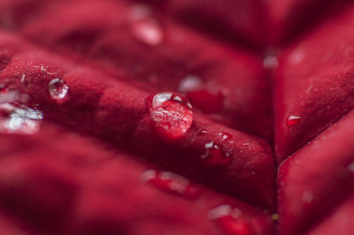 Full frame shot of wet pink flower