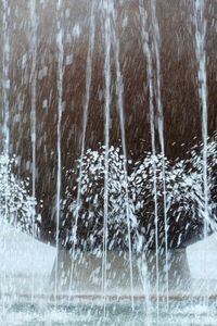 Close-up of pine trees in forest during winter