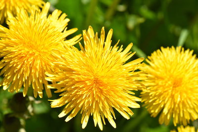 Close-up of yellow flowering plant