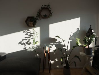 Potted plant on table at home