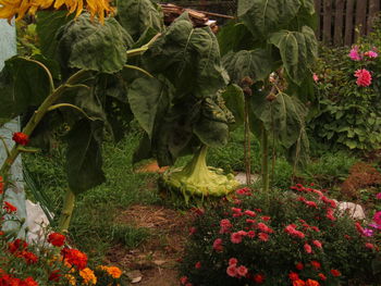 Close-up of flowering plants in garden