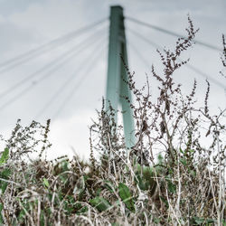 Close-up of grass against sky