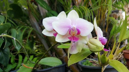 Close-up of flowers blooming outdoors