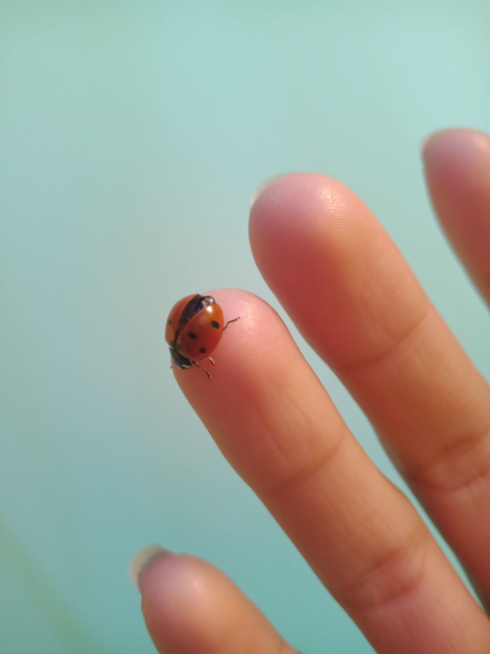 human hand, finger, human finger, hand, human body part, one person, body part, animal themes, animal wildlife, ladybug, invertebrate, beetle, insect, one animal, animal, unrecognizable person, close-up, animals in the wild, real people, focus on foreground, small, nail, turquoise colored