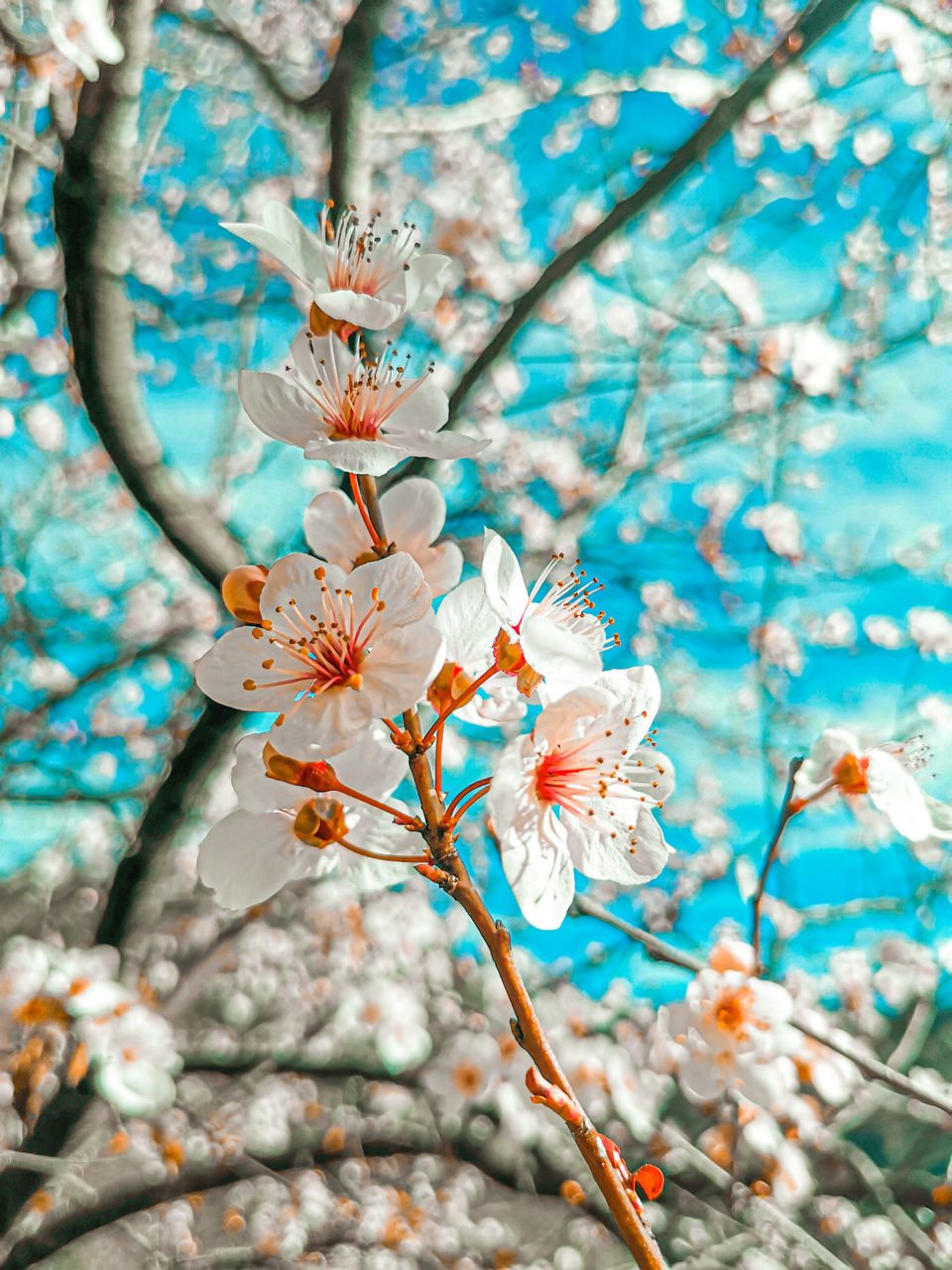 LOW ANGLE VIEW OF CHERRY BLOSSOM ON BRANCH