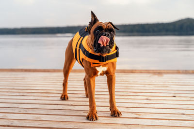 A dog in a life jacket on the pier