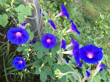 High angle view of purple flowering plants