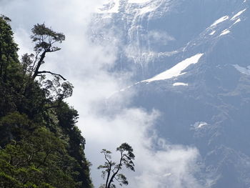 Low angle view of trees against sky