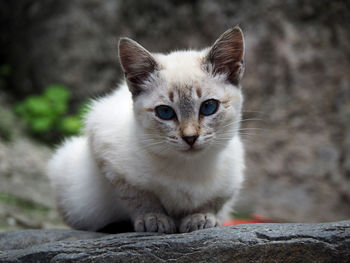 Close-up portrait of cat