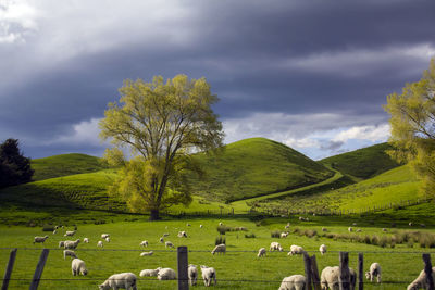 Green meadows with grazing sheep and dramatic cloudy sky