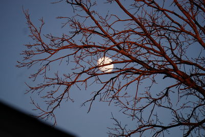 Low angle view of bare trees against sky