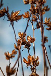 Low angle view of flowering plant against sky