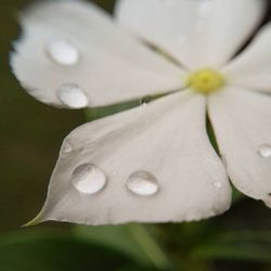 Close-up of water drops on flower