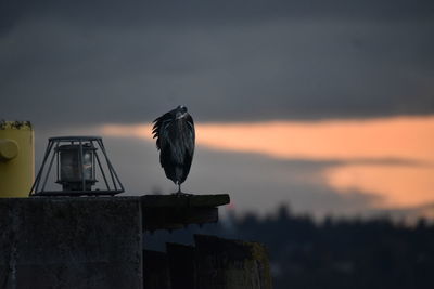 Seagull perching on wooden post