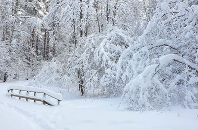 Snow covered land and trees in forest