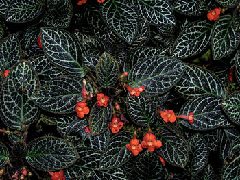 Full frame shot of succulent plant