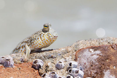Close-up of fish and barnacle on rock