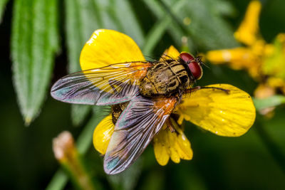 Close-up of insect on yellow flower