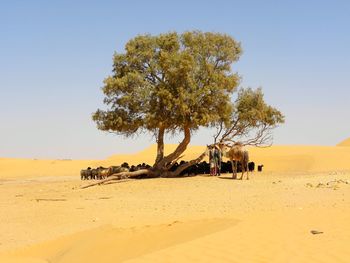 View of man with camel by tree at desert against sky