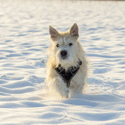 Dog running on snow