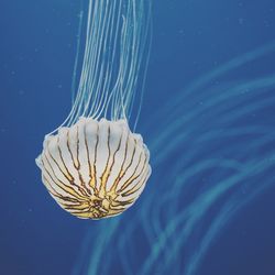 Close-up of jellyfish swimming in sea