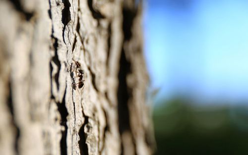 Close-up of insect on tree trunk